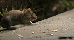 U Sloveniji epidemija mišje groznice