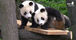 VIDEO Preslatke pande: Dva brata dane provode zadirkujući jedan drugoga