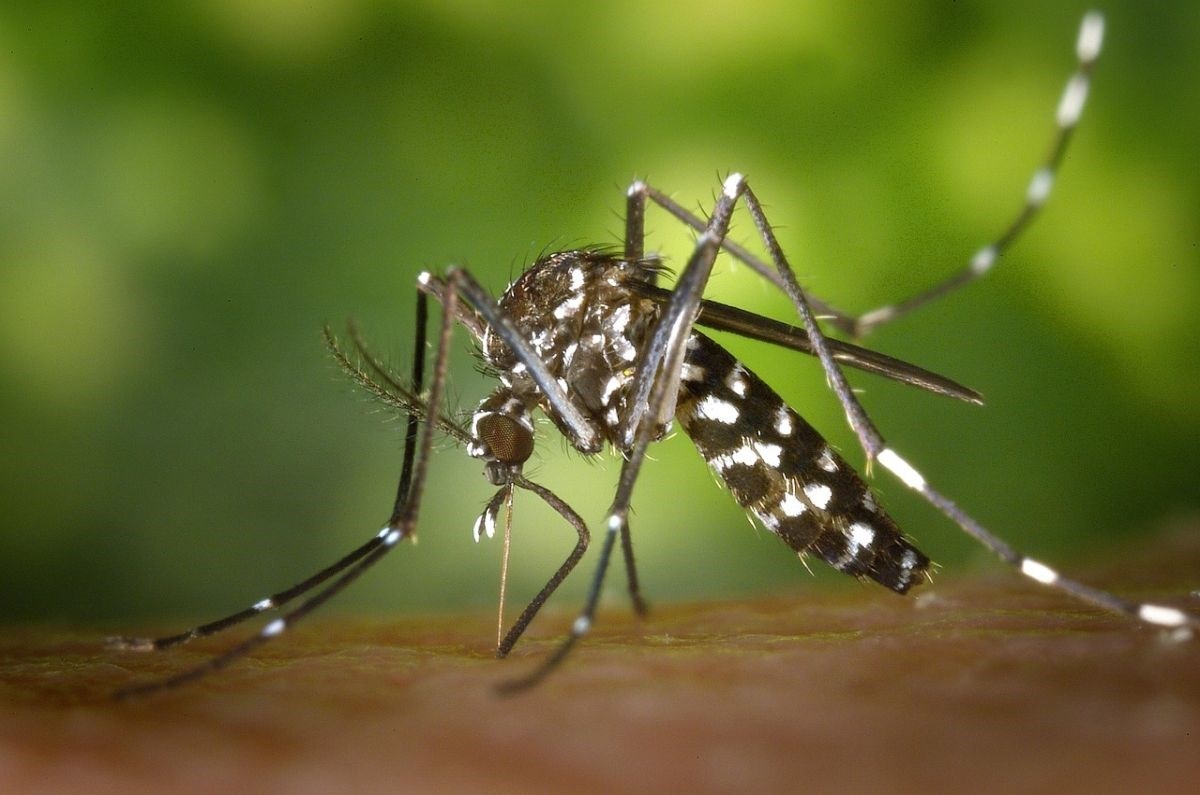 U Italiji se širi virus Zapadnog Nila, dvoje mrtvih ove godine