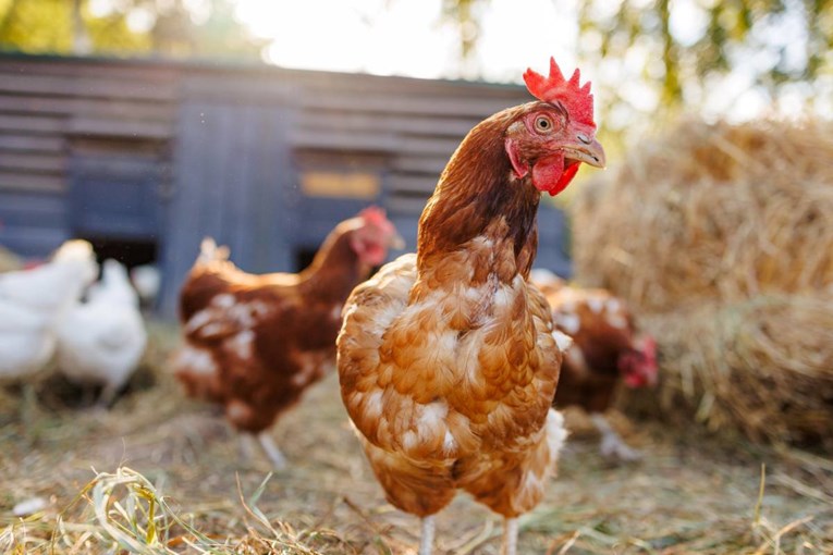 Obitelj u Njemačkoj ilegalno klala piliće, podivljali kad ih je prekinula policija