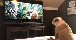 27 milijuna pregleda: Reakcija psa na scenu iz filma King Kong oduševila je mnoge