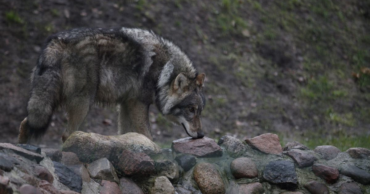 Pobjegao vuk iz zoološkog vrta u Tokiju. Brzo je uhvaćen