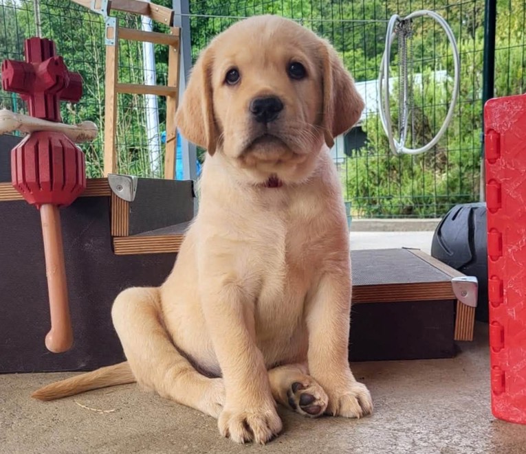 Neodoljivi štenci labradora traže ljude koji će ih pripremiti za veliku životnu ulogu