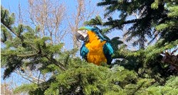ZAGREB: Papagaj Jack izašao iz izolacije i sad ne želi sići s bora