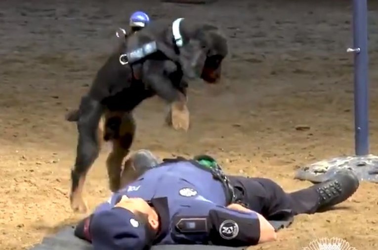 Ovaj policijski pas može oživjeti čovjeka, pogledajte snimku