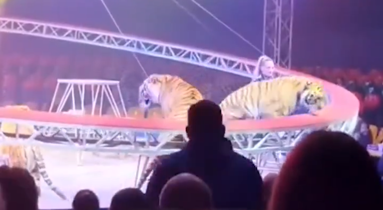 VIDEO Tigar skočio među gledatelje u cirkusu u Rusiji