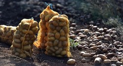 Poljoprivrednici: Suša je prepolovila urod krumpira, najgore je u Lici