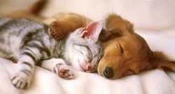 Predivna i neobična prijateljstva dokaz su da životinje ne poznaju razlike