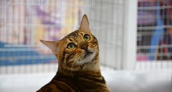 Rekordan broj pasmina na prvim ovogodišnjim izložbama mačaka u Hrvatskoj