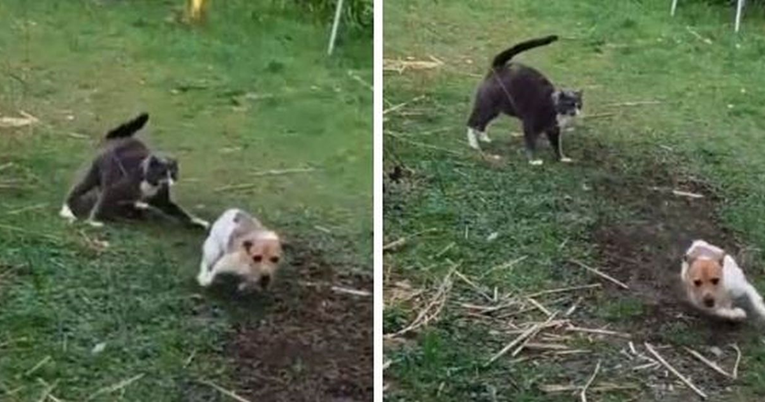 Mačka psu zauzela mjesto u vrtu, on ga bezuspješno pokušao vratiti