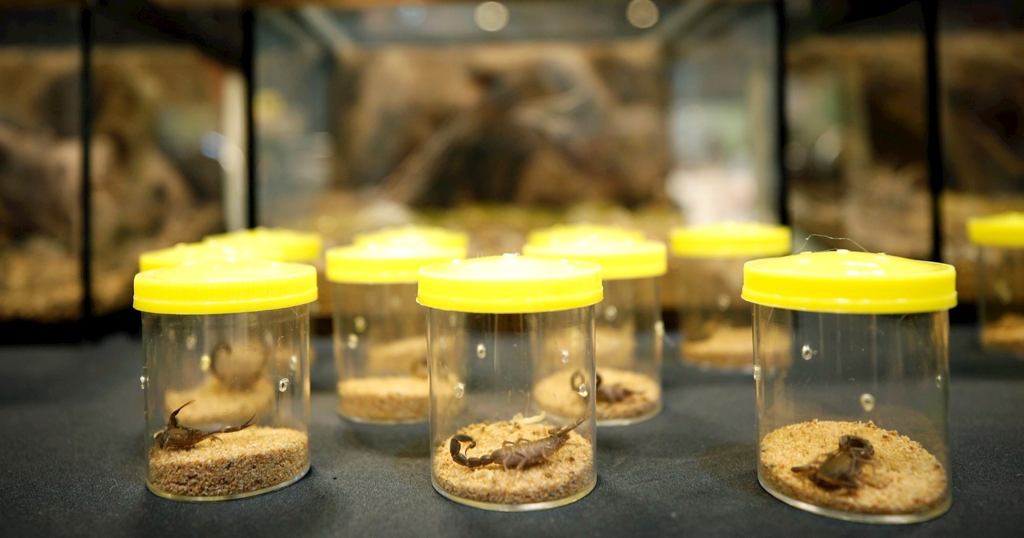 Najezda škorpiona u Brazilu: "Gradovi nenamjerno nude sve što im treba za opstanak"