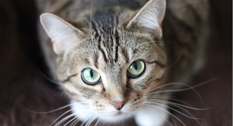 Francuska mačka preživjela zarazu koronavirusom, vjerojatno se zarazila od vlasnika