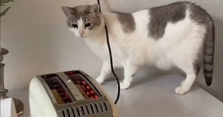Mačka prvi put u životu vidjela toster, nije mogla sakriti šok