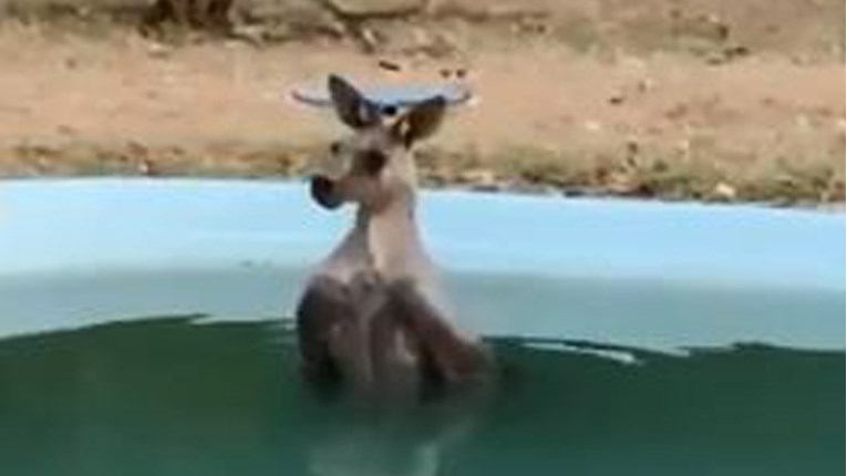 Australija: Bježeći od požara iscrpljeni klokan se rashladio u dvorišnom bazenu