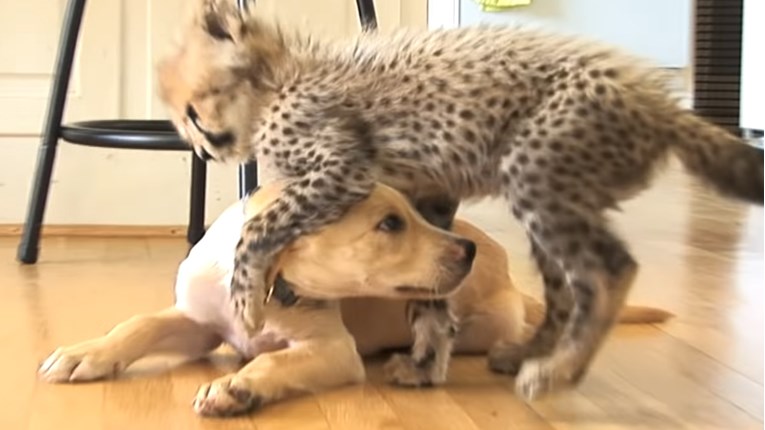 Nerazdvojni prijatelji: Gepard i pas jedan drugome spasili živote