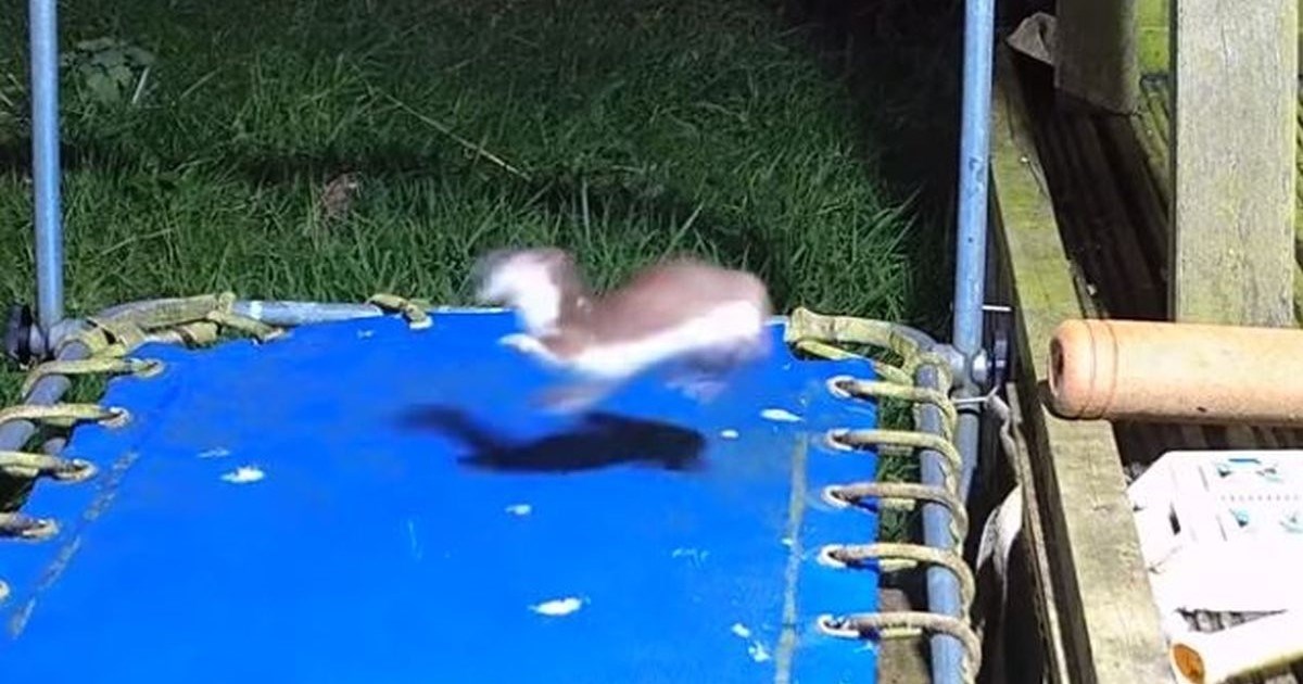 Beba lasica naišla na trampolin pa se zabavljala kao nikada u životu