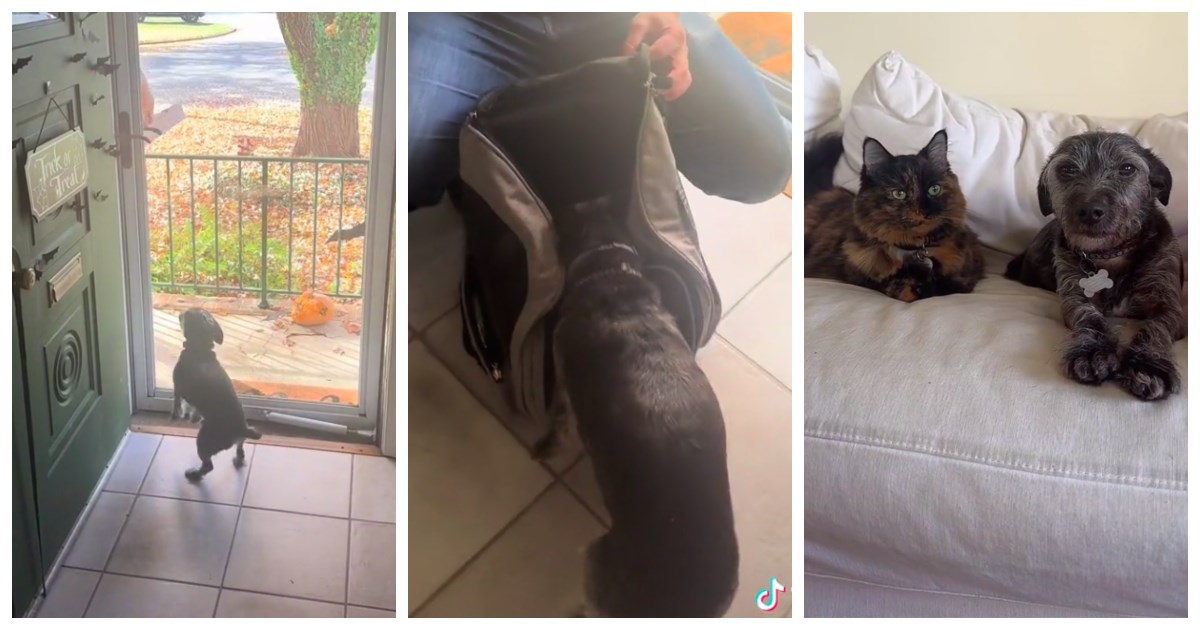 Psu je maca najbolja prijateljica. Ovako ju je dočekao kad se vraćala od veterinara