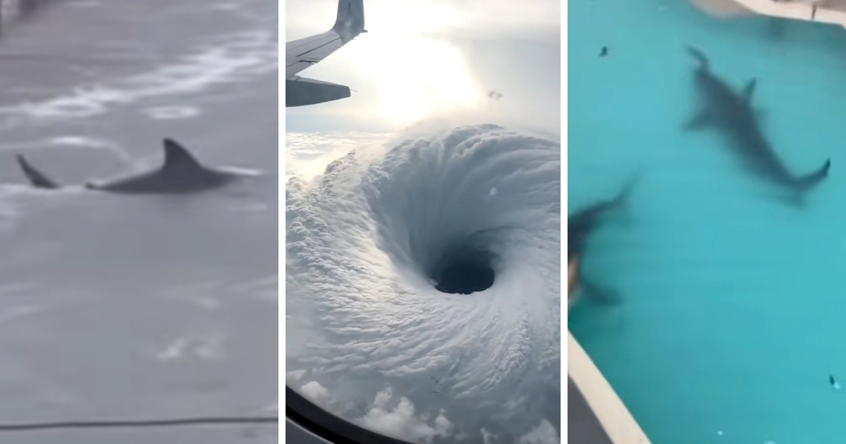 VIDEO Lažni videi morskih pasa u Jamajci postali viralni