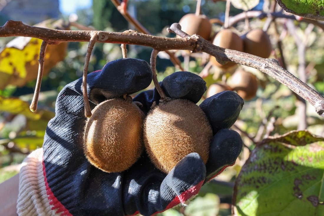 Kako prepoznati zreo kivi? Evo što kažu stručnjaci