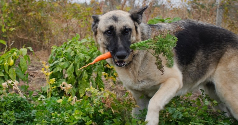 Mogu li psi biti vegani? Novo istraživanje daje odgovor