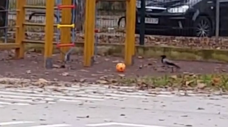 Vrana našla loptu na Jarunu pa zaigrala nogomet, snimka je sve