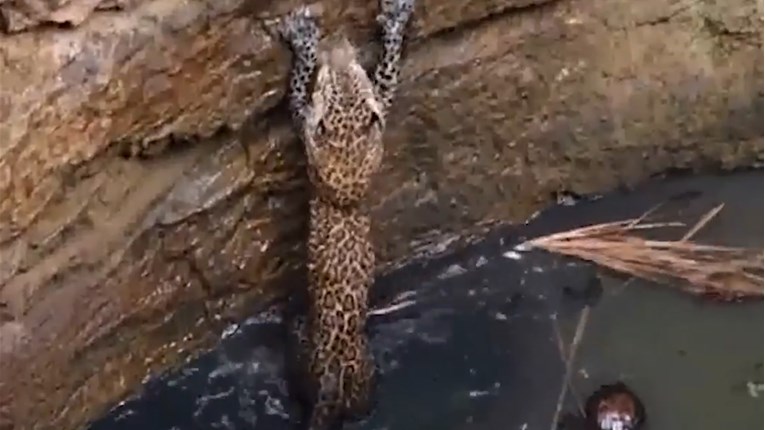 Leopardu su napravili ljestve i tako ga spasili od sigurne smrti u bunaru