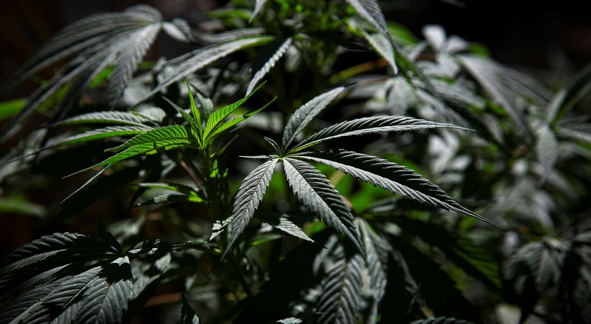 Kod dvojice dilera u Trilju i Sinju pronađena marihuana