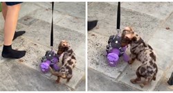 VIDEO Vlasnik podijelio genijalan trik pomoću kojeg nagovori psa na šetnju
