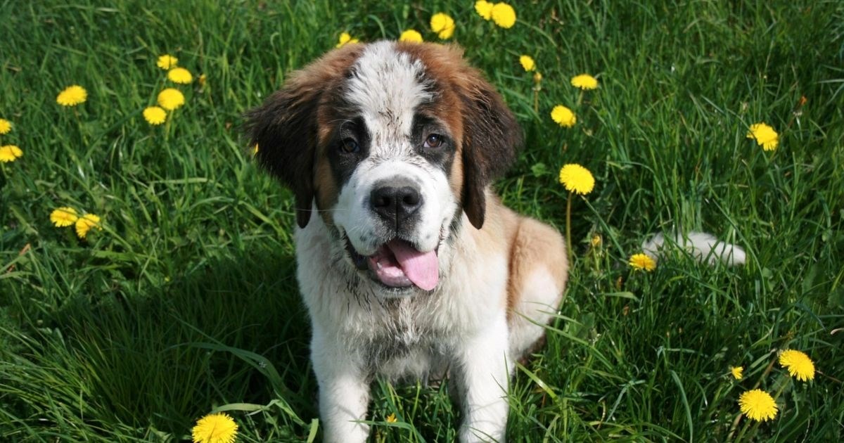 Pet najčešćih zabluda o velikim psima