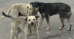 Životinje su prepuštene sebi: Skuplja se pomoć za ukrajinski grad Berislav