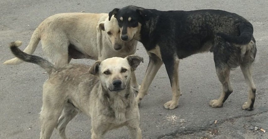 Životinje su prepuštene sebi: Skuplja se pomoć za ukrajinski grad Berislav