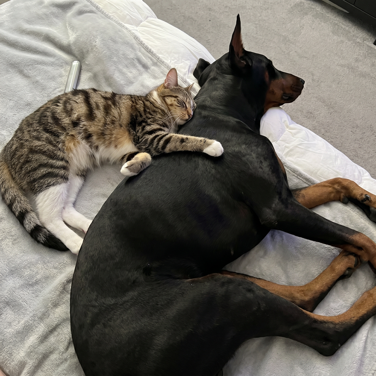 Nitko se ne voli više od ovog mačka i dobermana 
