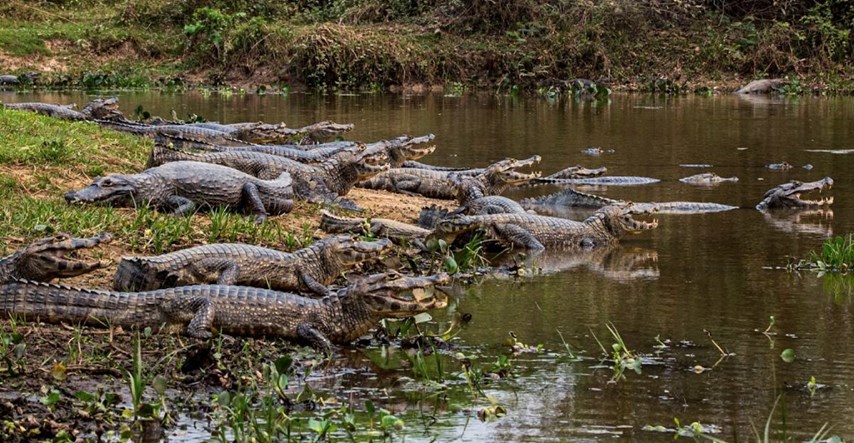 U Južnoafričkoj Republici iz uzgajališta pobjegli krokodili, izdano upozorenje