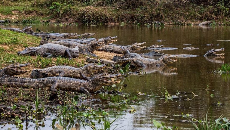 Iz uzgajališta u Južnoafričkoj Republici pobjegli krokodili, izdano upozorenje