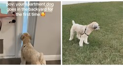 Ovaj pas je cijeli život proveo u stanu, evo kako je reagirao na svoje prvo dvorište