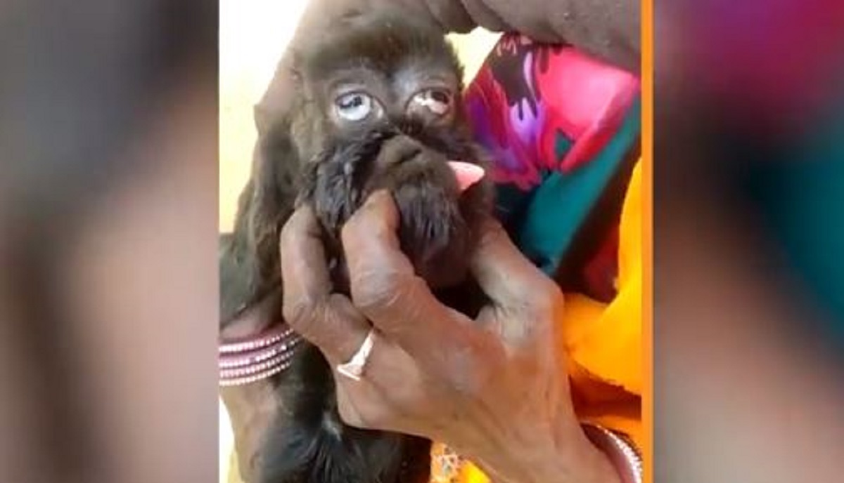 VIDEO Koza se okotila s "ljudskim" licem, sad je obožavaju kao boga