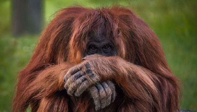 Orangutan sam sebe liječio ljekovitim biljem. "Sažvakanu biljku je nanosio na ranu"