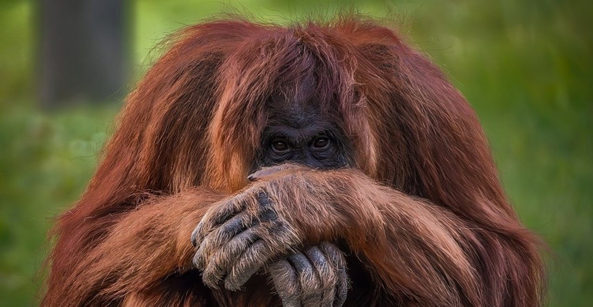 Znanstvenici: Orangutan si je liječio ranu ljekovitim biljem