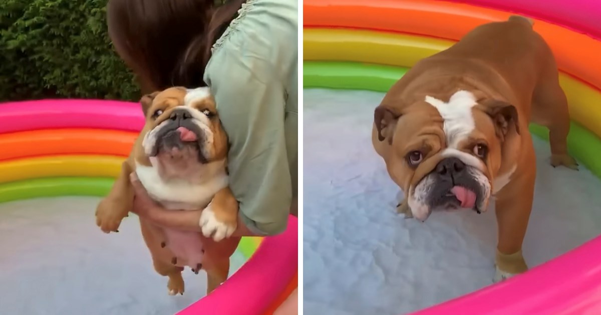 VIDEO Reakcija ženke engleskog buldoga na novi bazen nasmijala je tisuće