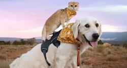 Zlatni retriver i mačka postali su senzacija zbog svog preslatkog prijateljstva