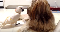 Papiga lajanjem pokušala impresionirati novog psa, no on baš i nije oduševljen