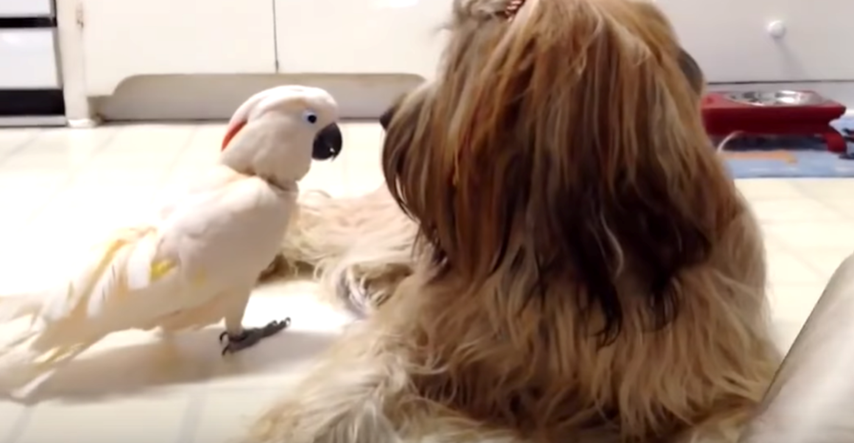 Papiga lajanjem pokušala impresionirati novog psa, no on baš i nije oduševljen