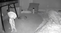 Kamera snimila kako mačka terorizira vlasnicu usred noći