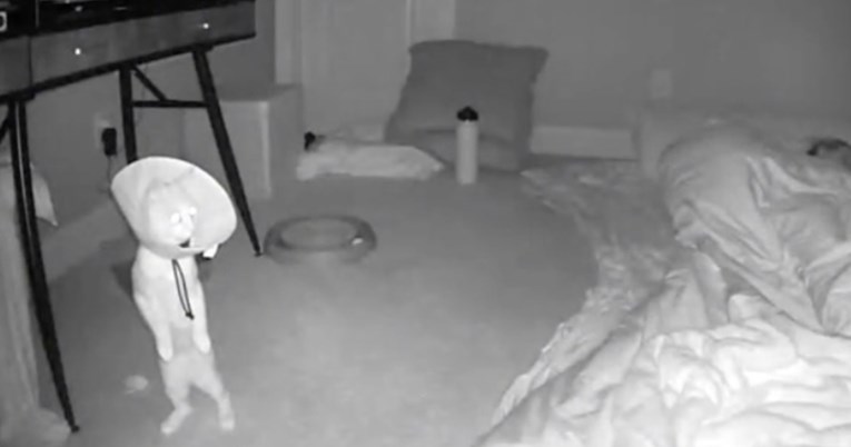 Kamera snimila kako mačka terorizira vlasnicu usred noći