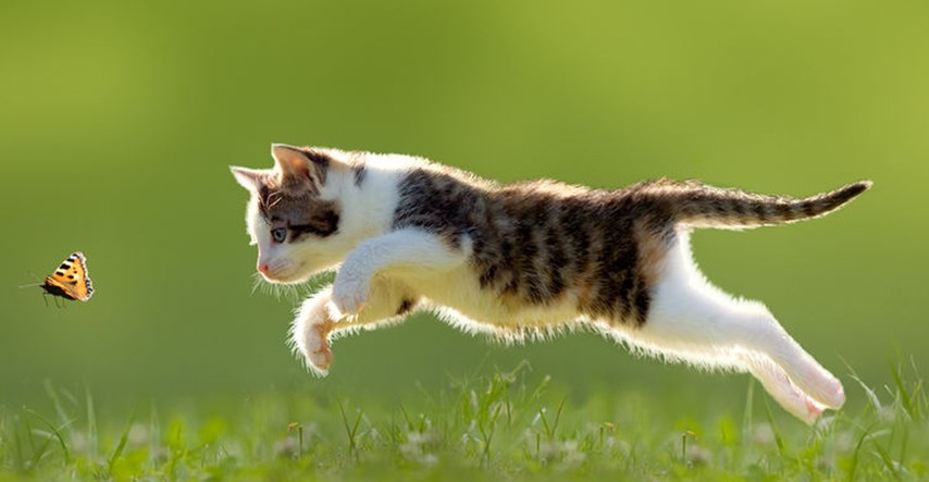 Znanstvenici kažu da puštanje kućnih mačaka izvan doma nije dobro, evo zašto