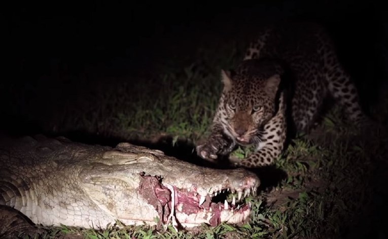 Nisu mogli vjerovati sceni na safariju: Leopard krokodilu otimao hranu iz usta