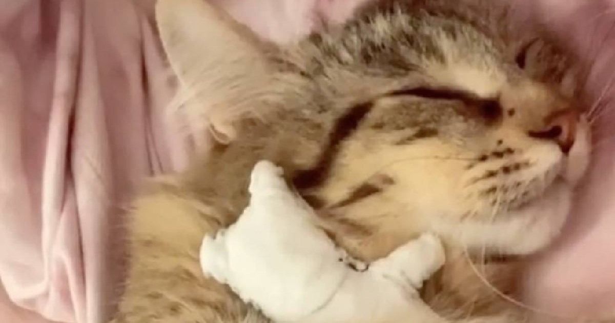 Maca slomljenog srca ne odvaja se od lutke otkako joj je uginuo mačić