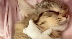 Maca slomljenog srca ne odvaja se od lutke otkako joj je uginuo mačić