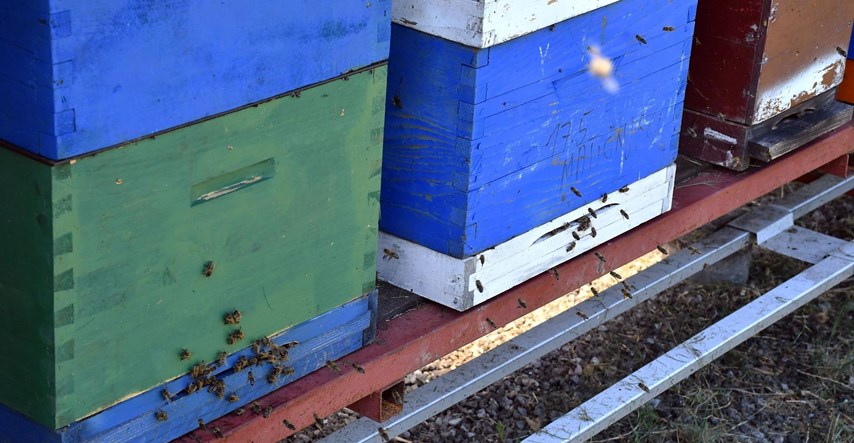 Veliki pomor pčela u Međimurju: "Otrovano je 17.5 milijuna jedinki"