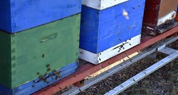 Veliki pomor pčela u Međimurju: "Otrovano je 17.5 milijuna jedinki"